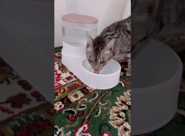 いつも可愛い💕ユキオさん#癒し動画 #cat #ねこ#ocicat