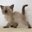 セルカークレックス子猫　Selkirk Rex　2025.９.26産まれ　シールポイント　巻き毛　女の子　シーダキャット猫のお店