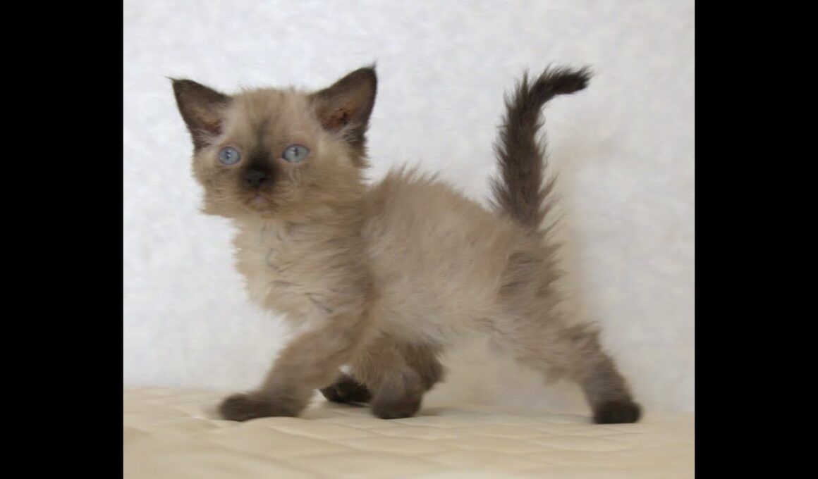 セルカークレックス子猫　Selkirk Rex　2025.９.26産まれ　シールポイント　巻き毛　女の子　シーダキャット猫のお店