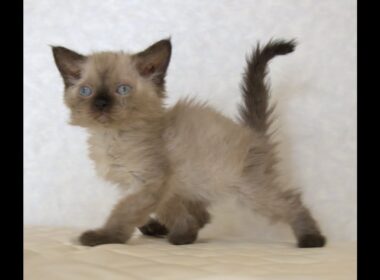 セルカークレックス子猫　Selkirk Rex　2025.９.26産まれ　シールポイント　巻き毛　女の子　シーダキャット猫のお店