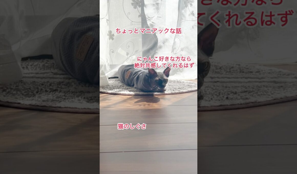 猫のしぐさあるある（スフィンクス）#shorts #スフィンクス #スフィンクス猫 #猫動画#sphynx