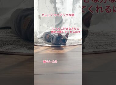 猫のしぐさあるある（スフィンクス）#shorts #スフィンクス #スフィンクス猫 #猫動画#sphynx
