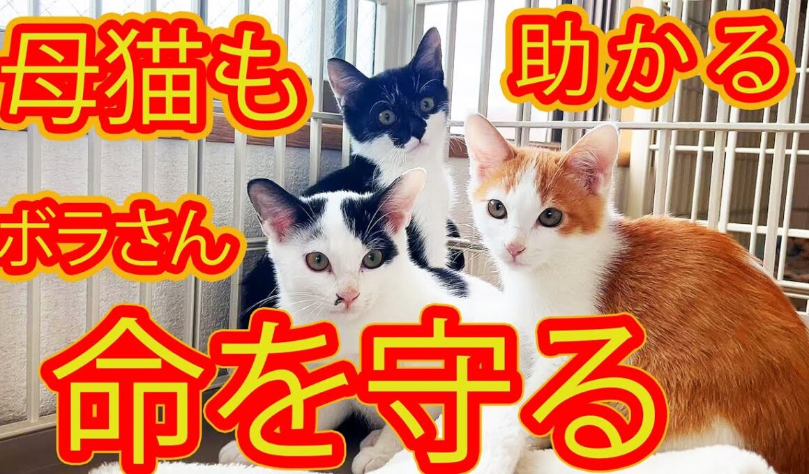 【保護 子猫３匹と母猫】野良猫の命を守る為に動くボランティアさんの連携に涙 経過報告