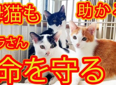 【保護 子猫３匹と母猫】野良猫の命を守る為に動くボランティアさんの連携に涙 経過報告