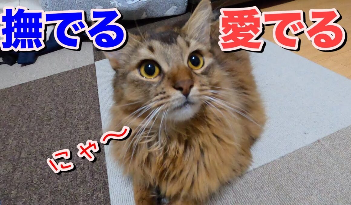 人懐っこい可愛すぎる猫を撫で回すw【ソマリ】