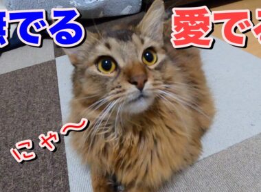 人懐っこい可愛すぎる猫を撫で回すw【ソマリ】