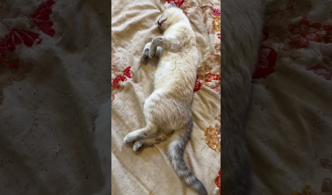 隙だらけの仰向けシャムの雫ちゃん