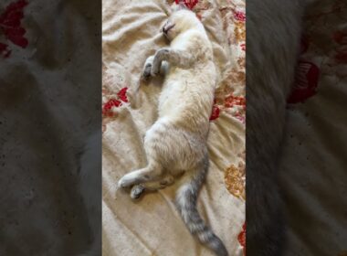 隙だらけの仰向けシャムの雫ちゃん