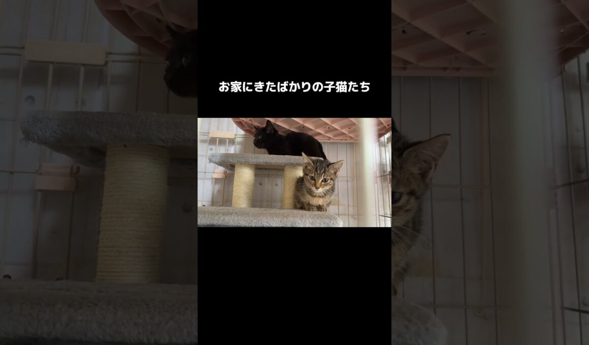 まだまだ不安な様子 #保護猫 #赤ちゃん猫 #子猫 #猫のいる暮らし