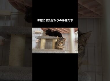 まだまだ不安な様子 #保護猫 #赤ちゃん猫 #子猫 #猫のいる暮らし