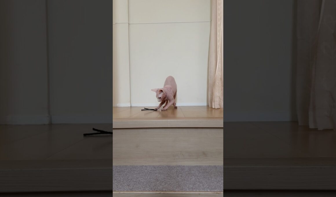 ひも遊びが大好きな猫アレクサンドラ【スフィンクス】