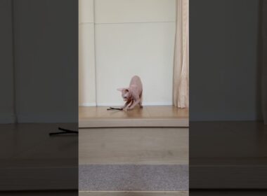 ひも遊びが大好きな猫アレクサンドラ【スフィンクス】