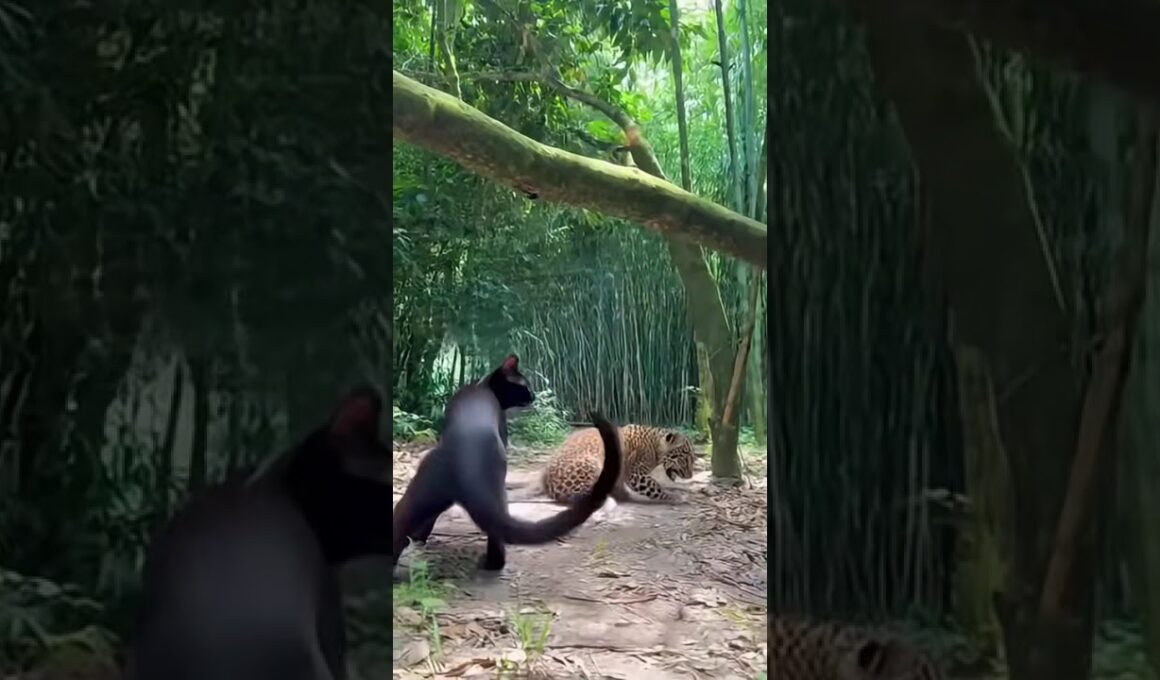 Burmese Cat's Treetop Ambush on Leopard Cub! 🌿🐆 #cat #leopard
