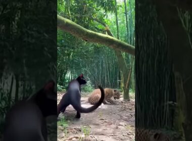 Burmese Cat's Treetop Ambush on Leopard Cub! 🌿🐆 #cat #leopard