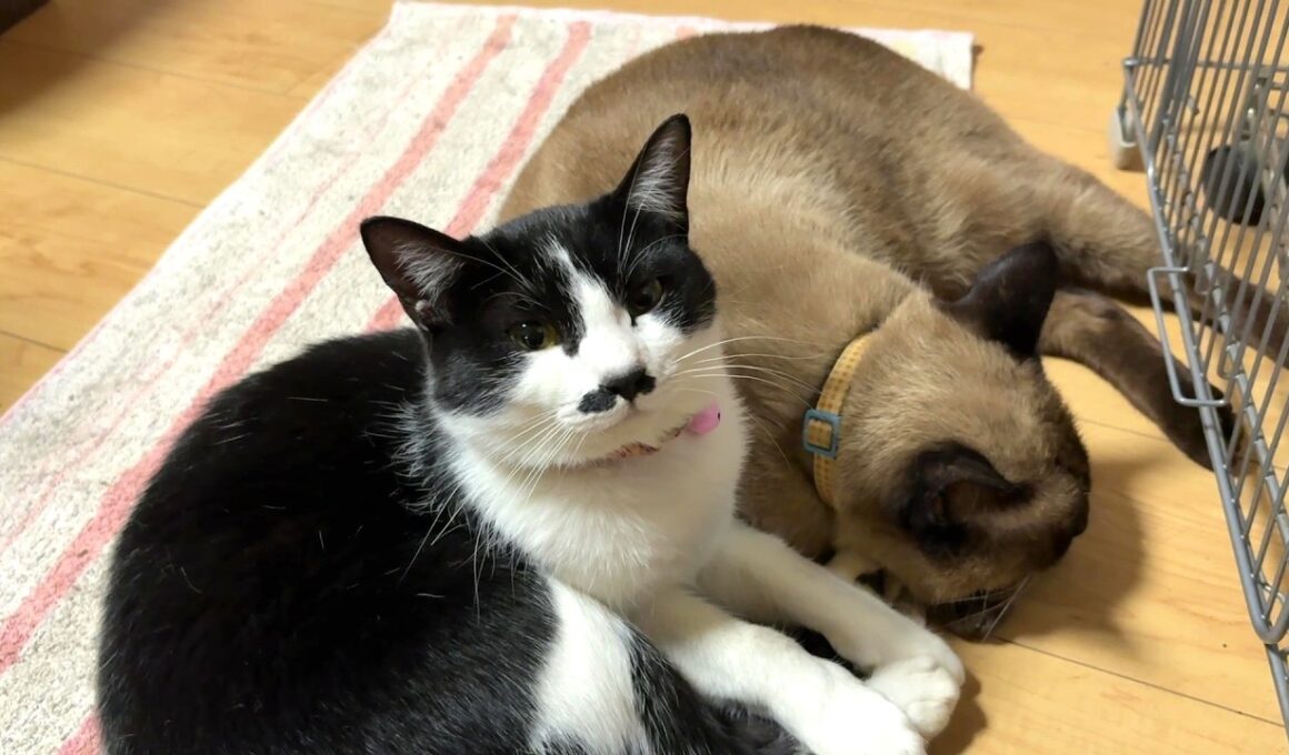 【保護猫】子猫に留守番してもらって実家に帰省〜実家猫は全員保護猫です