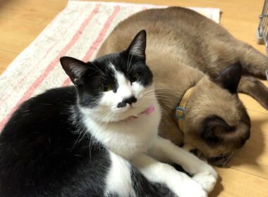 【保護猫】子猫に留守番してもらって実家に帰省〜実家猫は全員保護猫です