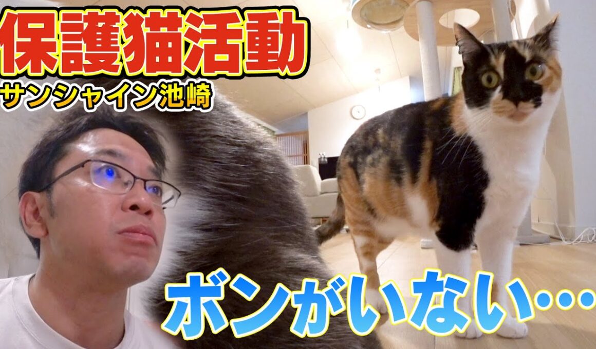 【探しても見つかりません】サンシャイン池崎さんのお家で保護猫ブルボンが…