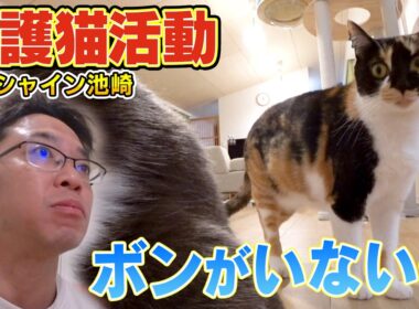 【探しても見つかりません】サンシャイン池崎さんのお家で保護猫ブルボンが…
