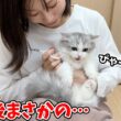 生まれて初めて爪を切られた子猫がまさかのこうなった…w
