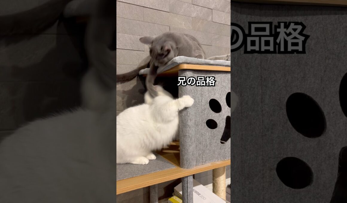 ロシアンブルー | イジワルな兄 | Russian Blue cat