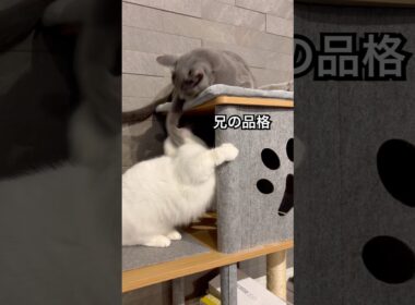 ロシアンブルー | イジワルな兄 | Russian Blue cat