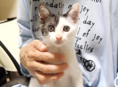 おもちゃで遊びすぎた子猫が疲れて喉をゴロゴロ鳴らしながら眠りにつく【赤ちゃん猫　保護猫】