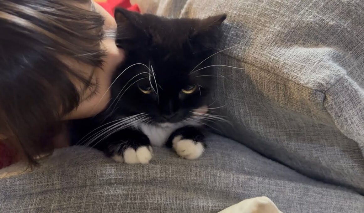 一緒に遊び、可愛がられる猫　ラガマフィン　サイベリアンA cat to play with and be loved. Ragamuffin. Siberian