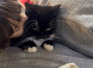 一緒に遊び、可愛がられる猫　ラガマフィン　サイベリアンA cat to play with and be loved. Ragamuffin. Siberian