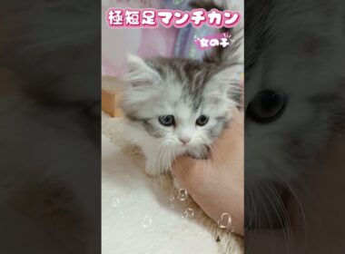 【ご家族様募集中】短足！マンチカン女の子♡ #cat  #かわいい子猫 #kitten #子猫 #cute #子猫ブリーダー #長足マンチカン #短足ミヌエット #子ネコ