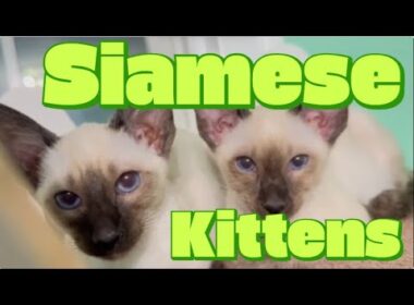 #5. Siamese Playdate: Furry Friends at Play!　シャム子猫の遊び