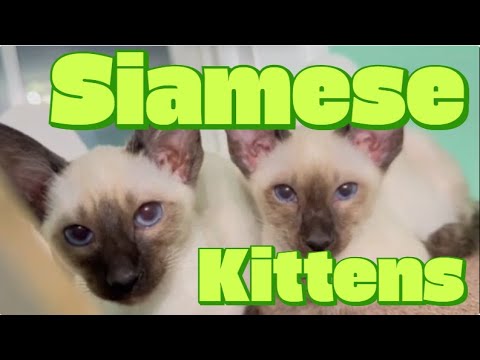#5. Siamese Playdate: Furry Friends at Play!　シャム子猫の遊び