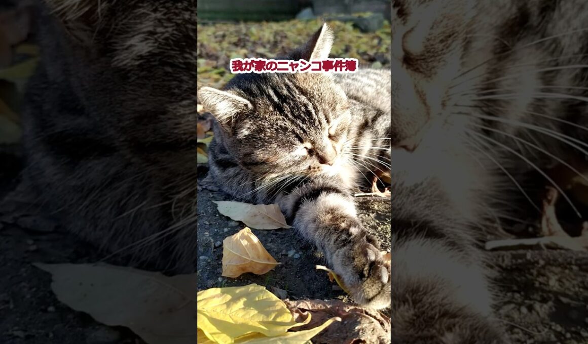 我が家のニャンコ事件簿4