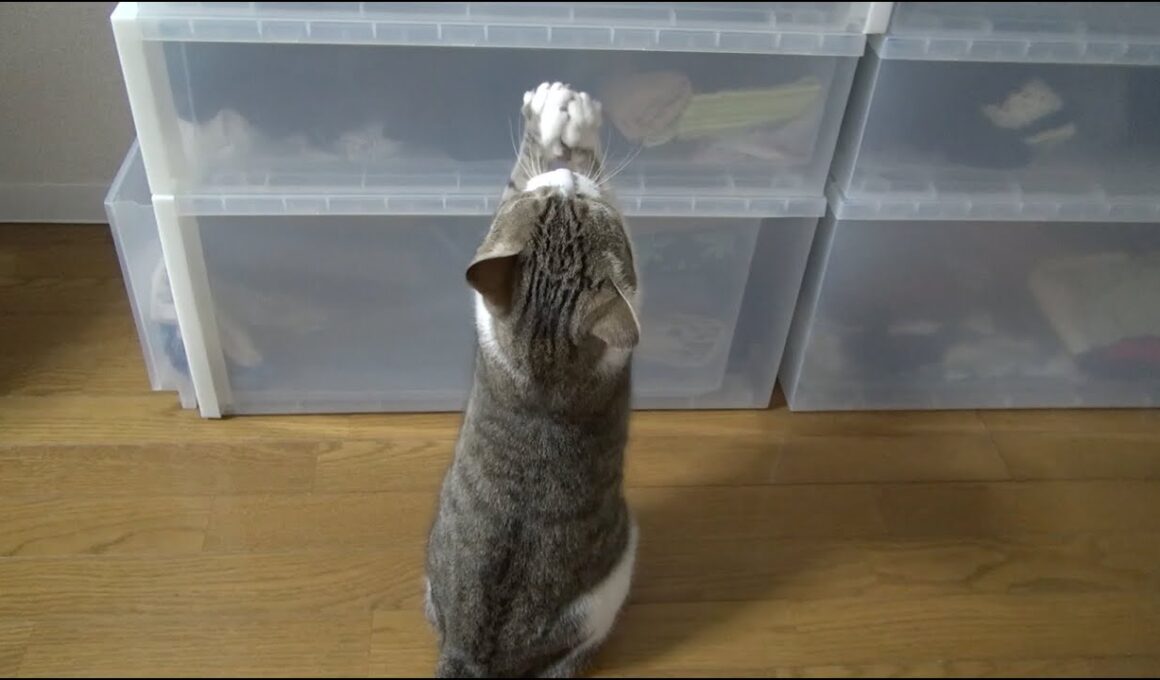 キャットフードが欲しくてたまらない猫のたろちゃんTaro the cat be desperate for Cat food