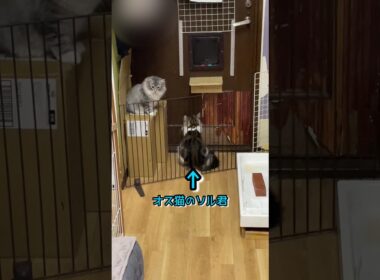 オス猫のソル君初めての室外 #ノルウェージャンフォレストキャット #norwegianforestcat