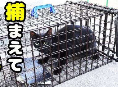 【野良猫 捕獲】真夏の炎天下の中での捕獲した小柄な黒猫のクロミちゃん 空腹なさくらねこたちへのエサやり プラダちゃん
