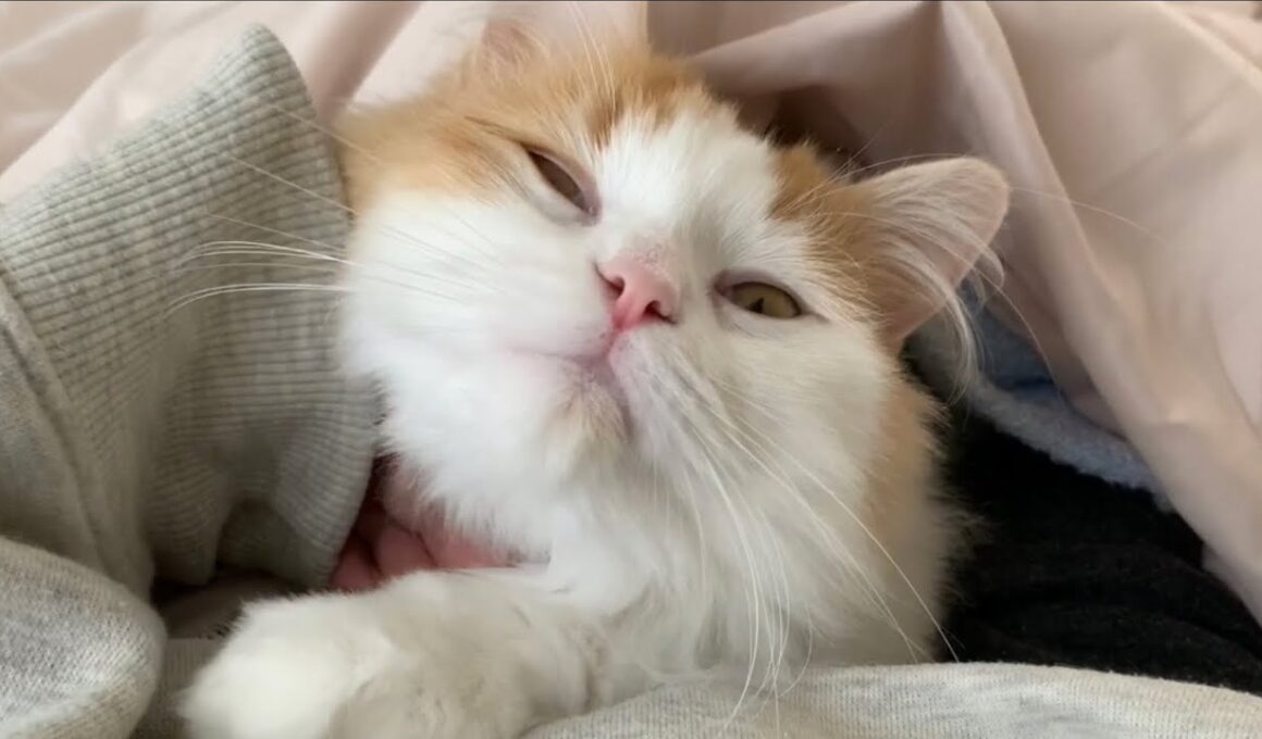 【ラガマフィン】一緒に寝てくれるかわいい猫