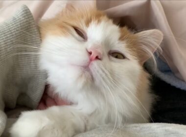【ラガマフィン】一緒に寝てくれるかわいい猫