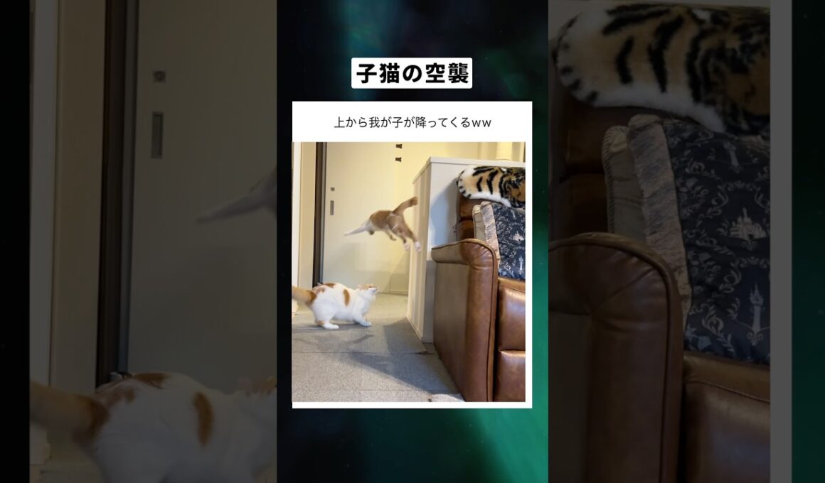 子猫の空襲　#猫 #cat #子ネコ