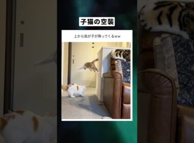 子猫の空襲　#猫 #cat #子ネコ