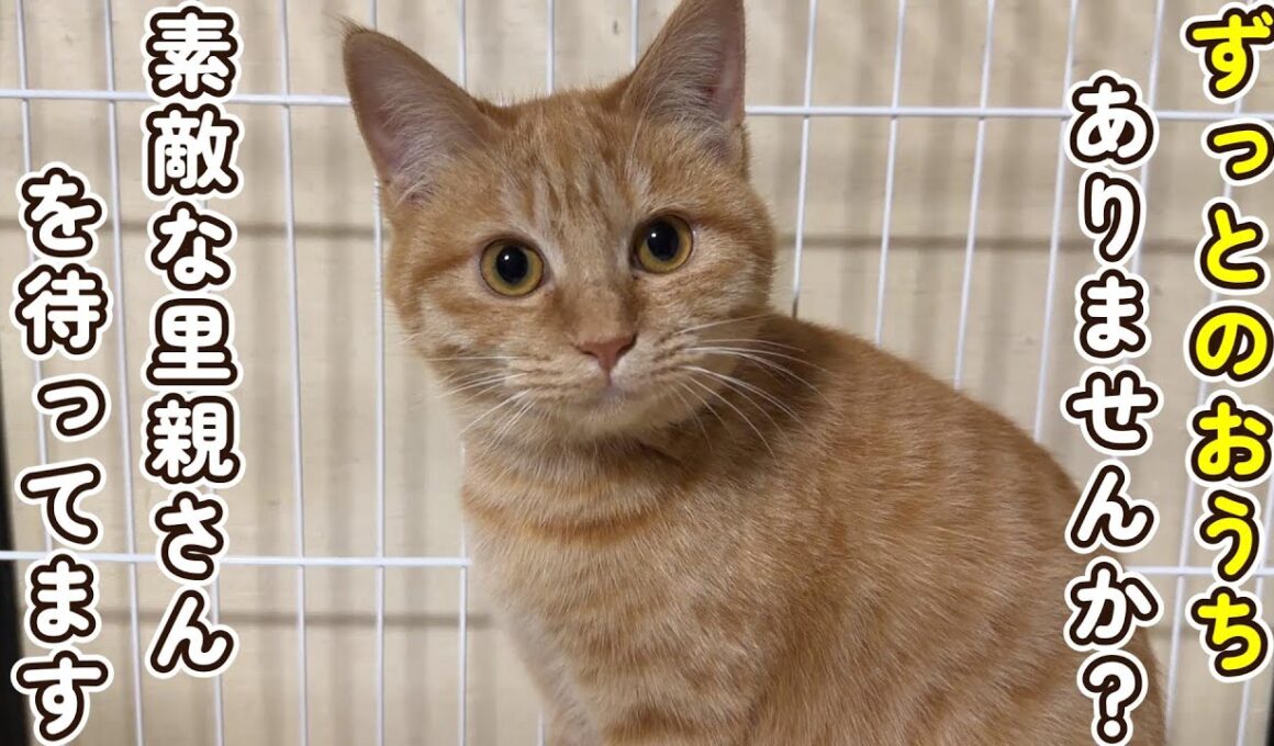 【里親募集中】素敵な里親さんを待つ子猫姉妹