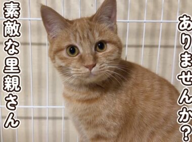 【里親募集中】素敵な里親さんを待つ子猫姉妹