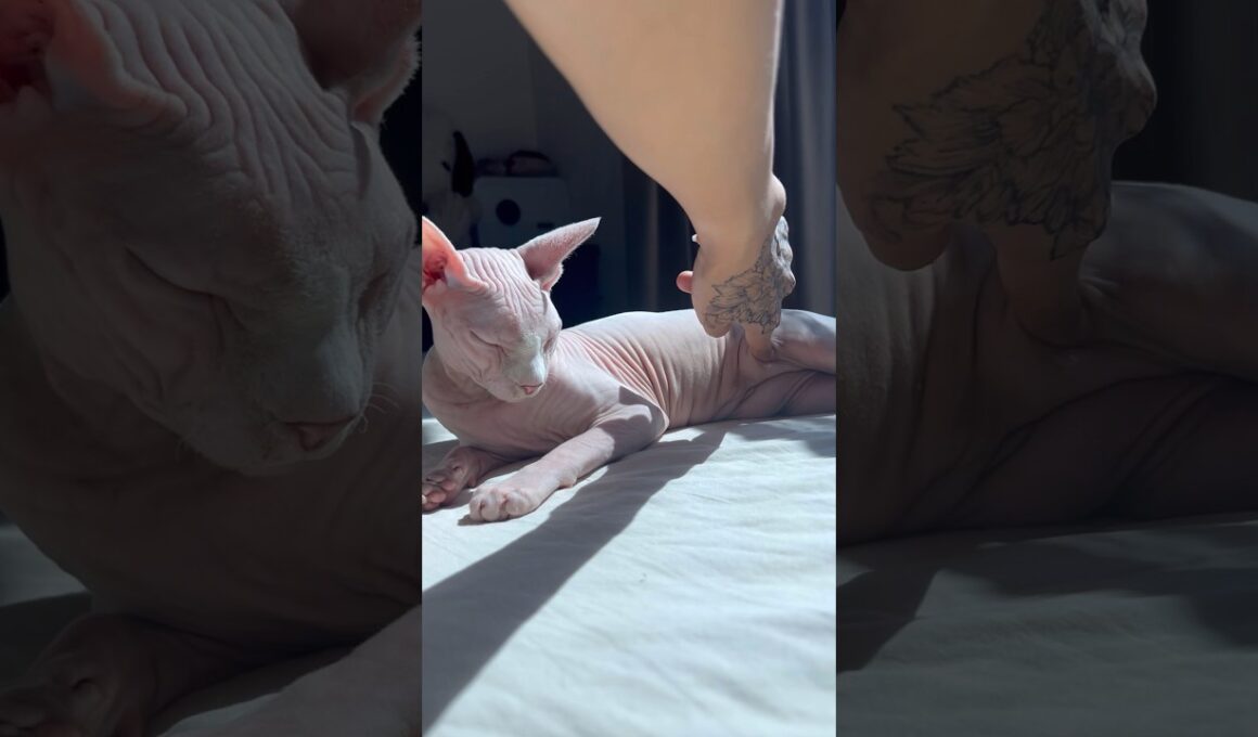 猫の内臓を守るルーズスキンが可愛い【スフィンクス猫】