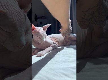 猫の内臓を守るルーズスキンが可愛い【スフィンクス猫】