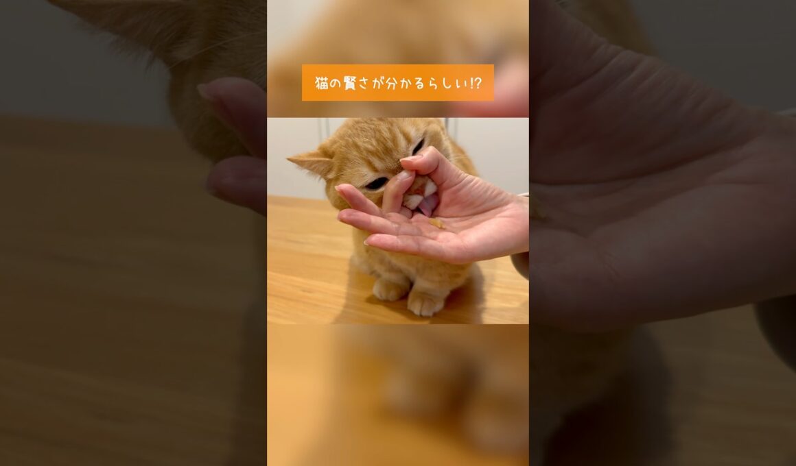 おやつチャレンジ！賢い猫は横から食べるらしい！？プリンver.