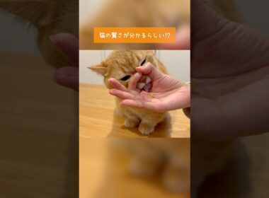 おやつチャレンジ！賢い猫は横から食べるらしい！？プリンver.