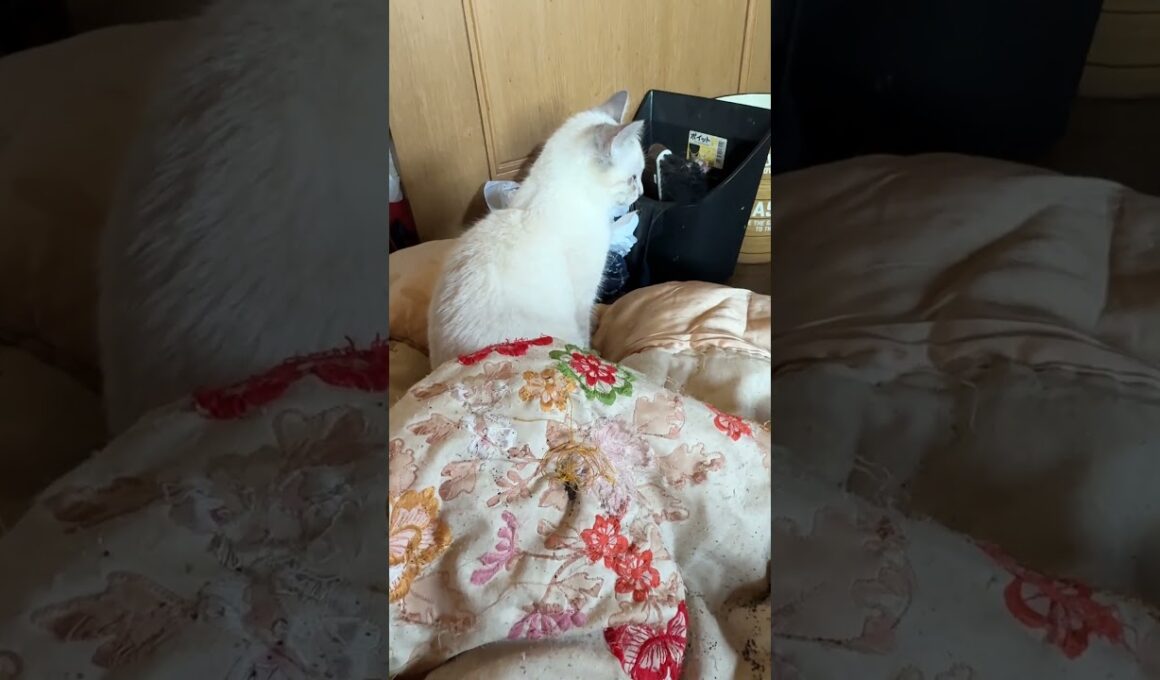 子ネコ2匹。シャムの雫と黒猫の黒夢に、布団の中から、ちょっかいを出すウp主