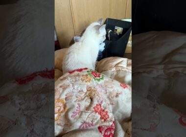 子ネコ2匹。シャムの雫と黒猫の黒夢に、布団の中から、ちょっかいを出すウp主