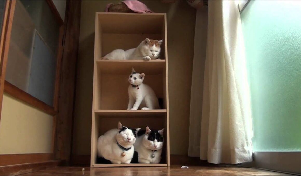 カラーボックスとみみたち