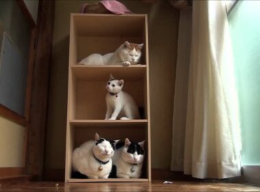 カラーボックスとみみたち