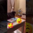 ラーメンだ #ねこ動画 #アメリカンカール #catlife
